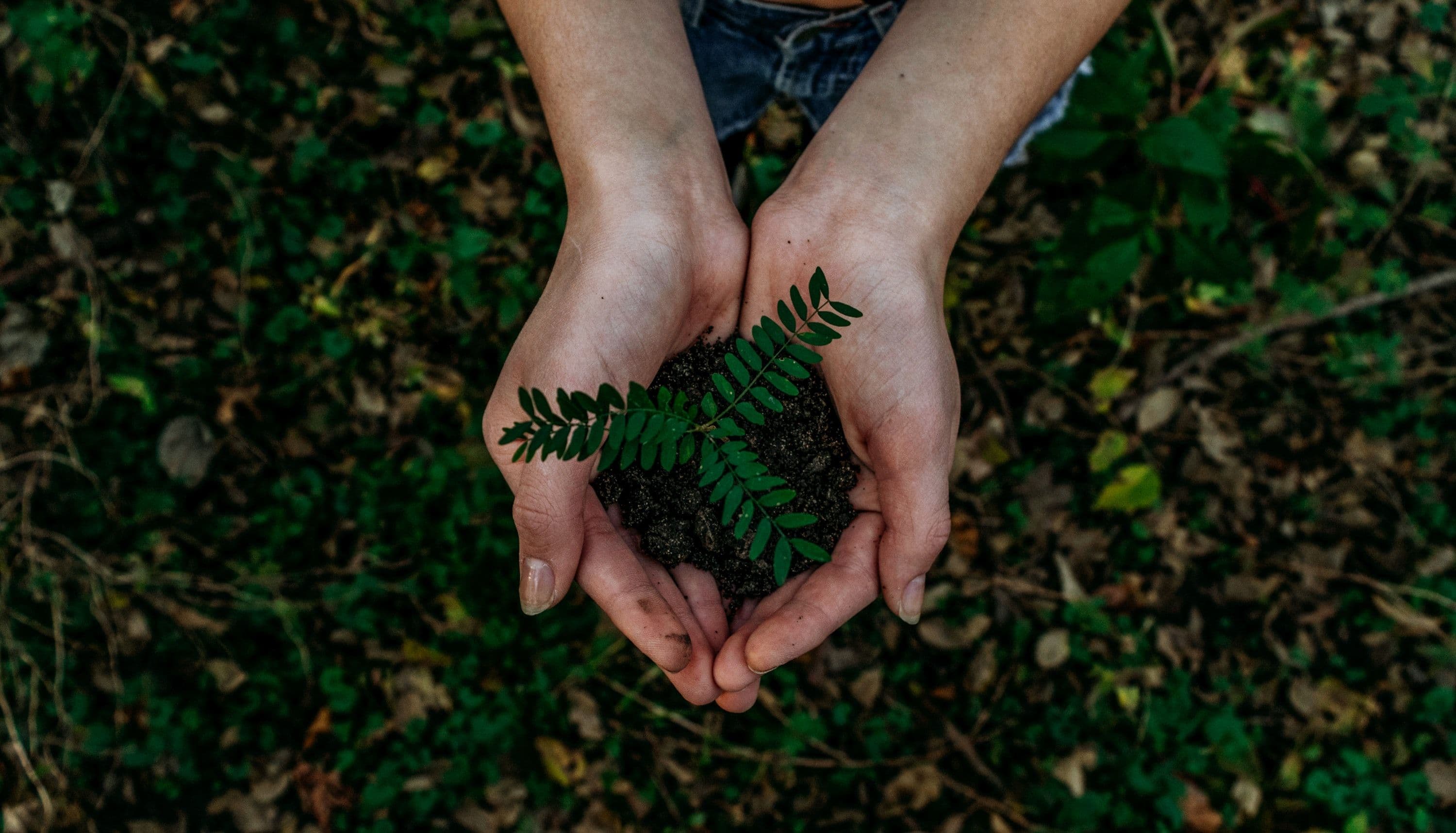 Sustainability’s Many Paths to a Greener Future